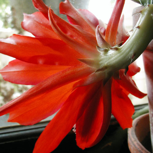 Cactus Bloom