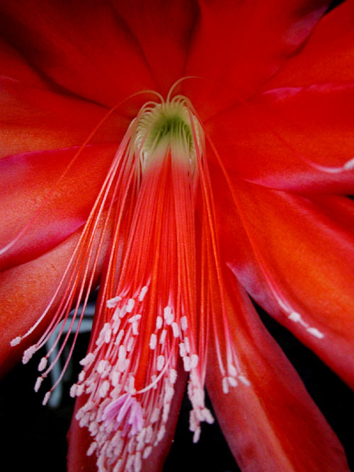 Cactus Bloom