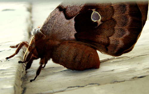 Polyphemus moth